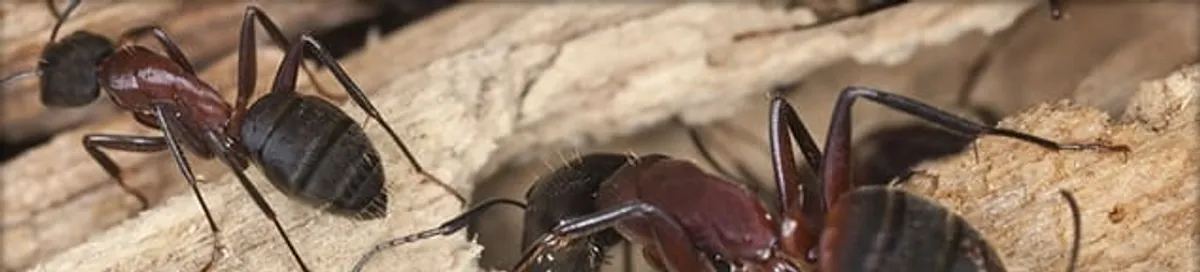 Close-up of ants on wood showing an active ant infestation in West Palm Beach, FL