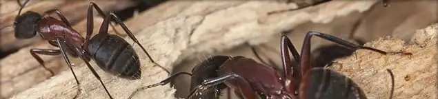 Close-up of ants on wood showing an active ant infestation in West Palm Beach, FL