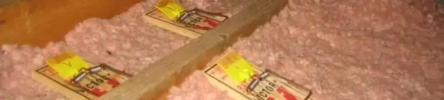 Mouse traps placed in an attic for rodent control in West Palm Beach, FL