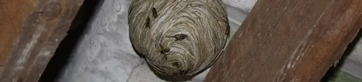 Wasp nest in an attic space, a common home infestation risk in West Palm Beach, FL
