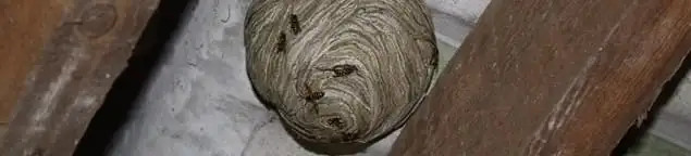 Wasp nest in an attic space, a common home infestation risk in West Palm Beach, FL