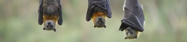 Bats roosting together, a common sign of a bat infestation in West Palm Beach, FL
