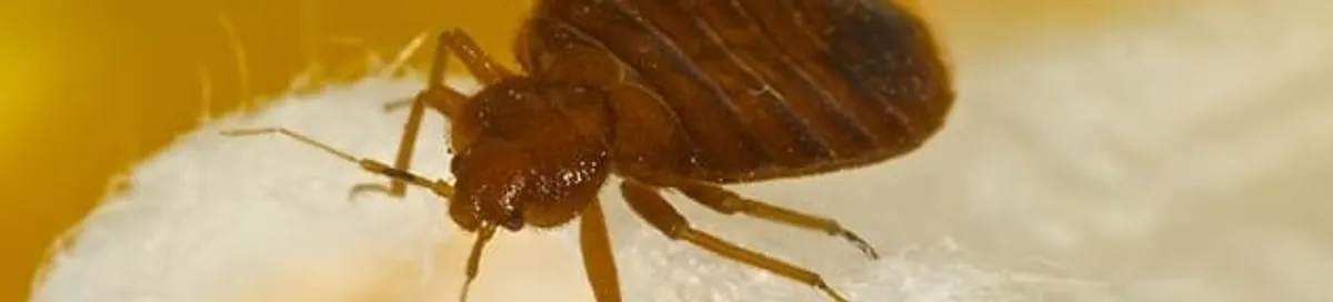 Close-up of a bed bug, a sign of an active infestation in West Palm Beach, FL