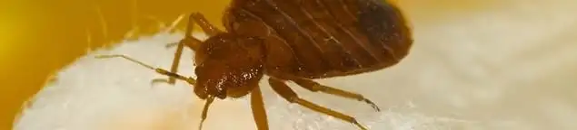 Close-up of a bed bug, a sign of an active infestation in West Palm Beach, FL