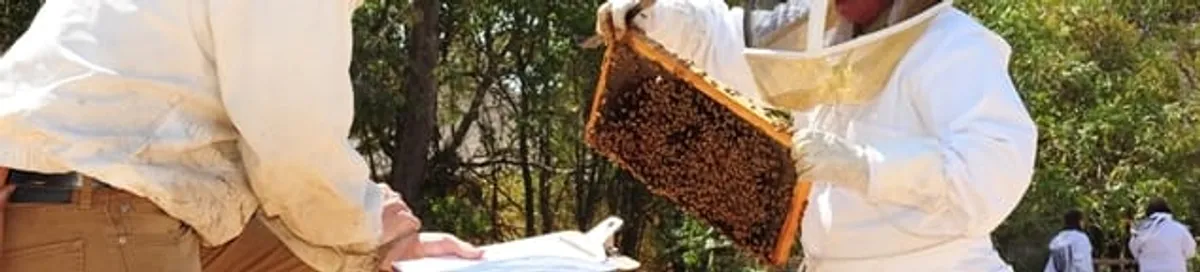 Bee removal specialists relocating a hive and honeycomb safely in West Palm Beach, FL