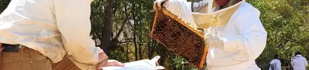 Bee removal specialists relocating a hive and honeycomb safely in West Palm Beach, FL