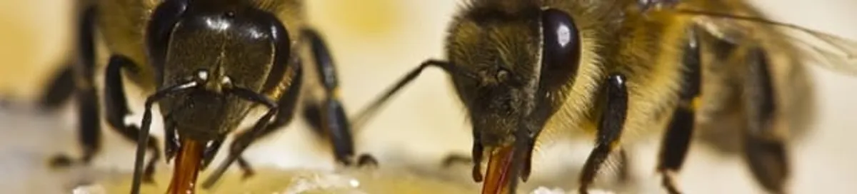 Close-up of honey bees, a sign of a nearby hive in West Palm Beach, FL