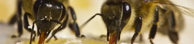 Close-up of honey bees, a sign of a nearby hive in West Palm Beach, FL
