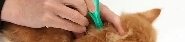 Flea treatment for pets using a flea comb, a sign of flea problems in West Palm Beach, FL