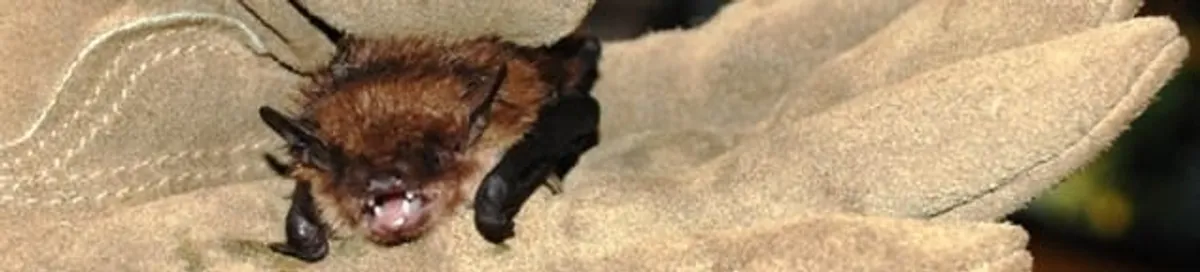 Bat removal specialist holding a bat safely during humane exclusion in West Palm Beach, FL