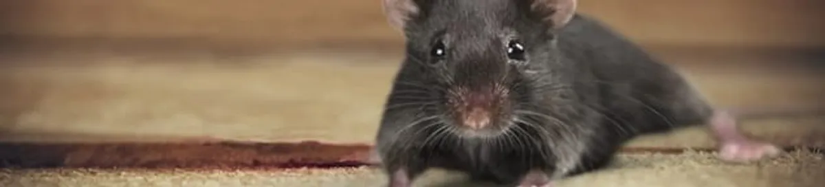 Mouse indoors, a common sign of a rodent infestation in West Palm Beach, FL