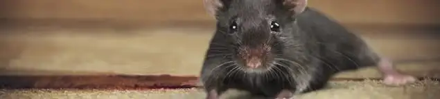 Mouse indoors, a common sign of a rodent infestation in West Palm Beach, FL