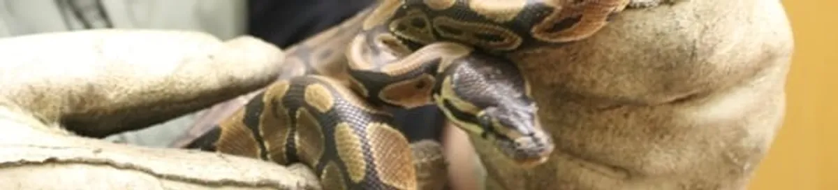Snake removal specialist safely handling a snake with protective gloves in West Palm Beach, FL