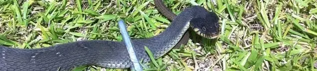 Snake in a yard, a common sign of a snake problem near a home in West Palm Beach, FL
