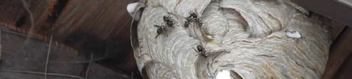 Close-up of a wasp nest with active wasps, a sign of an infestation in West Palm Beach, FL