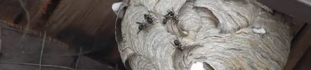 Close-up of a wasp nest with active wasps, a sign of an infestation in West Palm Beach, FL